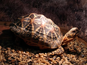 Смотреть фото Звездчатая черепаха Фото Звездчатая черепаха