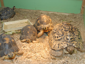 Смотреть фото Пантеровая черепаха Фото Пантеровая черепаха