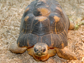 Фото Лучистая черепаха