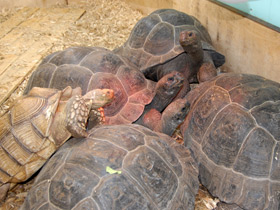 Смотреть фото Шпороносная черепаха Фото Шпороносная черепаха