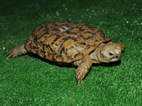 Фото Эластичная черепаха