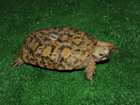 Фото Эластичная черепаха