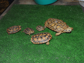 Фото Эластичная черепаха