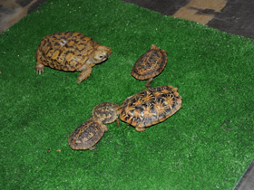 Фото Эластичная черепаха