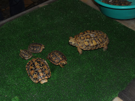 Фото Эластичная черепаха