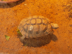 Смотреть фото Египетская черепаха Фото Египетская черепаха